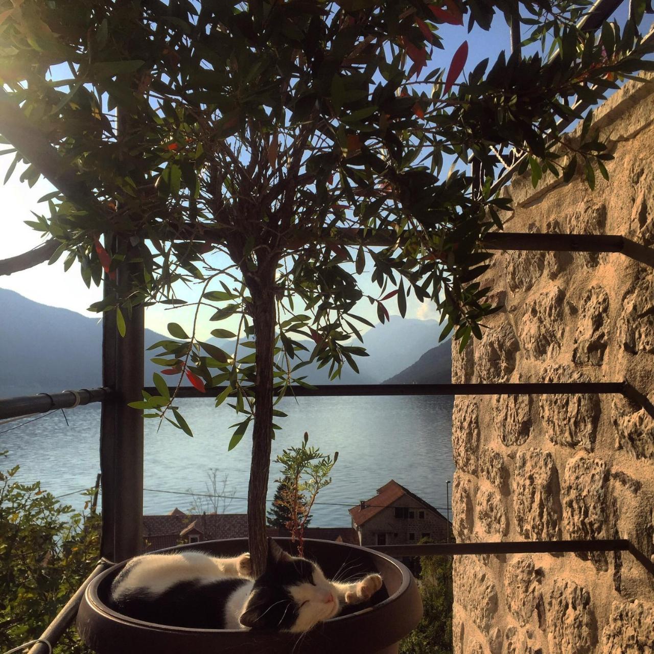 Apartment Terazza Di Ljuta Kotor Buitenkant foto